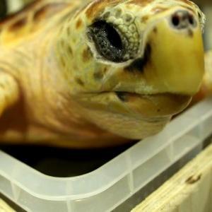 Hi, I'm Leona the loggerhead turtle. I have just returned to the wild after a year in intensive care. You can follow my GPS progress in the link below.