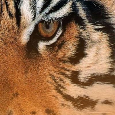 tiger maroc