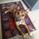 Linda Jefferies - @Droversgirl67 - Twitter