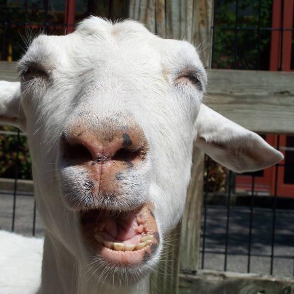 Mostly funny videos #oneliners #joke #jokes #funnyvideo #funnyjoke #funny #oneliner #YuckItUp