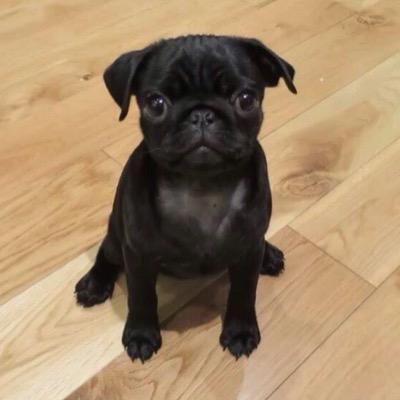 nala the pug nala the pug nalathesuggpugg nala the pug nala the pug nalathesuggpugg