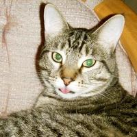 JeffGoldblumtheCat (@goldblumthecat) 's Twitter Profile