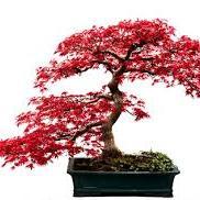 apex_wellness's profile picture. We are a Health and Wellness Center that specializes in Chiropractic Care, Laser Therapy,Massage Therapy,Anti Aging,Facial Rejuvenation,Acupuncture &Reflexology