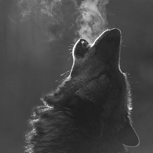 A Therian wolf pack account. We are an online pack but have regular meeting in areas all over the world.