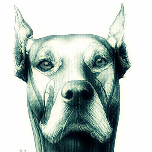 BulletProofDogs's profile picture. 