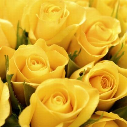 roselandblooms's profile picture. 