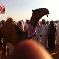 جوال الابل (@alebl80867) Twitter profile photo