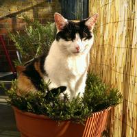 Audatomic (@audatomic) 's Twitter Profile