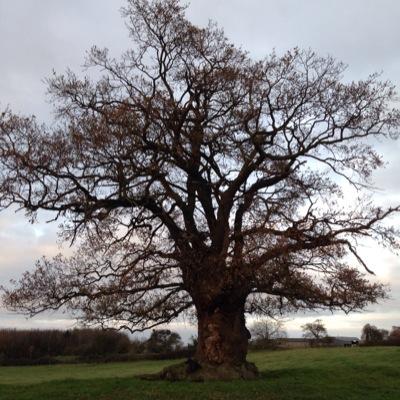 treeturn's profile picture. Tree gardener