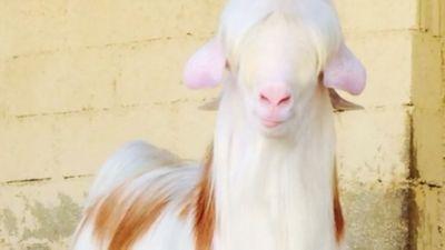 0544273747Y's profile picture. الاسم..ياسر الحارثي
المدينه..المدينه المنورة
0544273747
الحساب خاص للبيع وشراء الأغنام
ارجو نشر حسابي