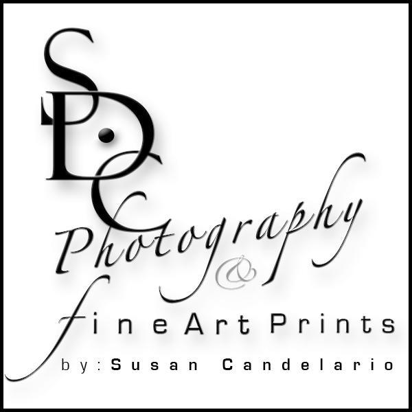 Susan Candelario🇺🇸📷さんのプロフィール画像