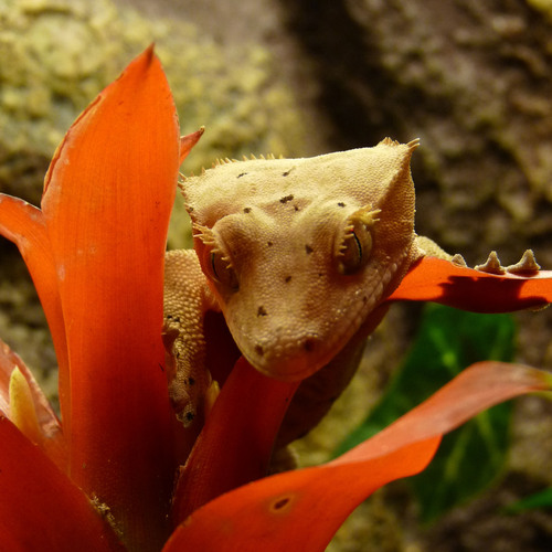 Breeding quality Crested Geckos at affordable prices.