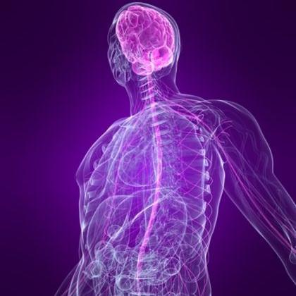 nervesandspinal's profile picture. Here to transmit messages with the help of neurons to control all other systems in the human body.. You can say I'm the boss of things.