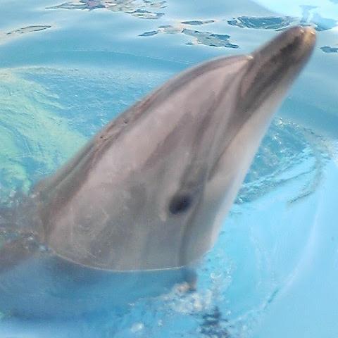 SUMMERTIME504's profile picture. リアルフェザーをあしらった、ワイヤアクセサリーを中心に製作をおこなっております。 また、タティングレース、シーシェルや天然石をあしらったアクセサリーもございます。オーダーも承っております。