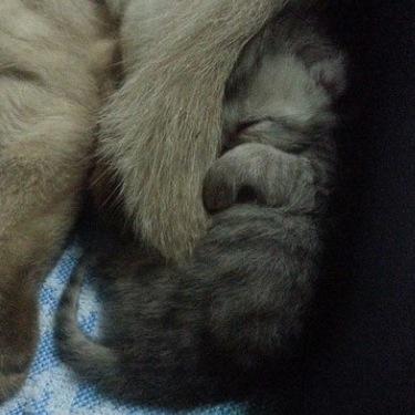 [RP-Kitten-Male-5 Weeks Old] [Owner:@ManipulatingD]
