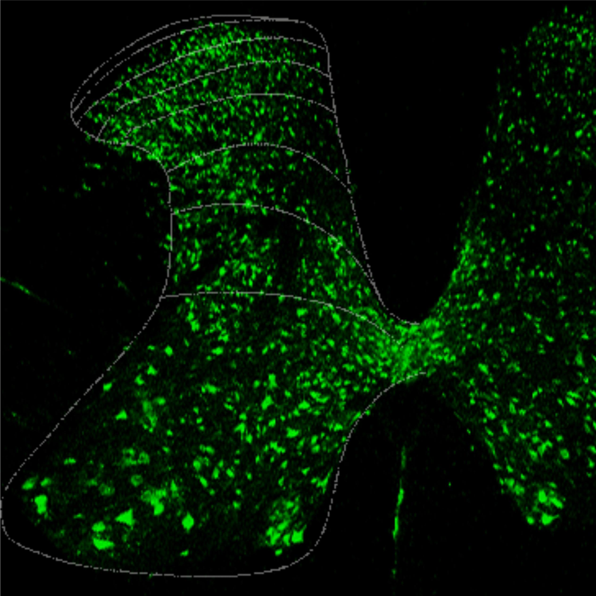 yunuenlml's profile picture. 