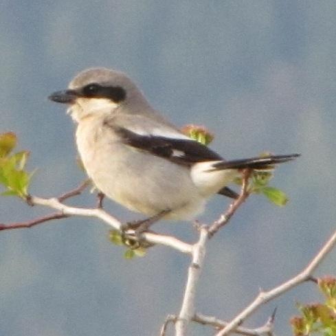 Check out the latest rare bird news from British Columbia!