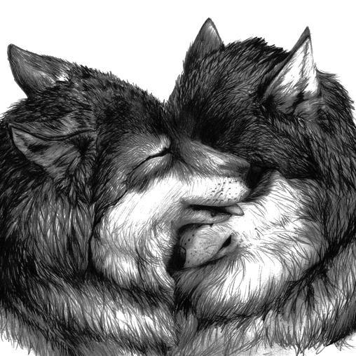 im a wolf lover!! im a girl ....l just wanna say i love you all.Thanks for Following me ill follow you back...love ya