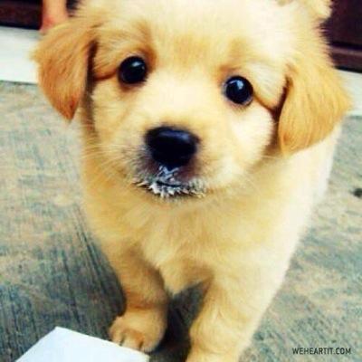 The cutest pet pics on Twitter!