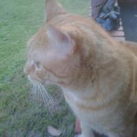 Chubbycat (@chubbycat) 's Twitter Profile