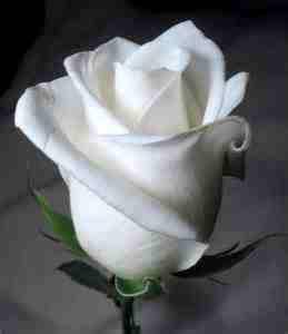 ALPRNS64684224 Profile Picture
