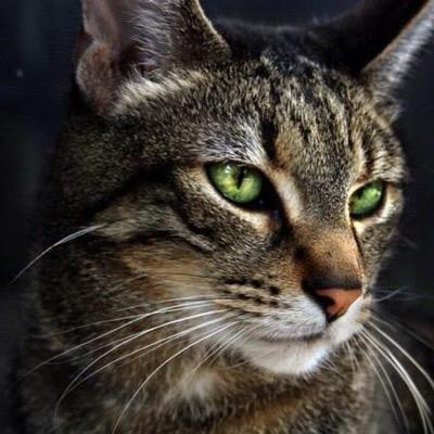 A tom cat with a hard past 19 Moons old. Looking for a clan to join. I don't hurt anyone unless needed. Mate: None Kits: None