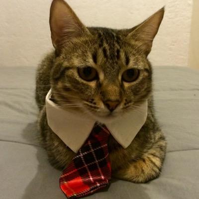 Licenciado en Miaurcadotecnia. Mi sueño es ser Cat Executive Officer. Soy especialista en supervisión de ventana. Amo los ratones de juguete.