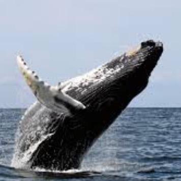 Whales. What more can I say? oh, yeah, go buy Harry’s House