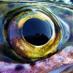 Alaska Fly Fishing (@alaskaflyfishng) Twitter profile photo