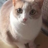 *BitKittyATX* (@ggmahot) 's Twitter Profile Photo *BitKittyATX* (@ggmahot) 's Twitter Profile Photo