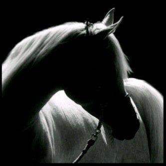 SheikhaShh93's profile picture. ‏اللهمَّ صل وسلم على سيدنا محمد