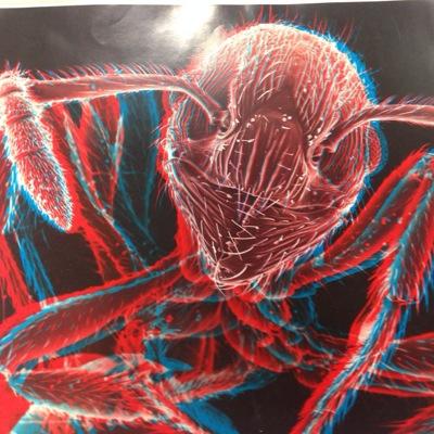 BigBugs3D's profile picture. You haven't seen a bug until you have seen a 3D Bug. Amazing images for all the family.