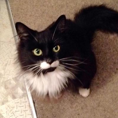 RSPCAChingford's profile picture. A rehoming centre for dogs and cats.