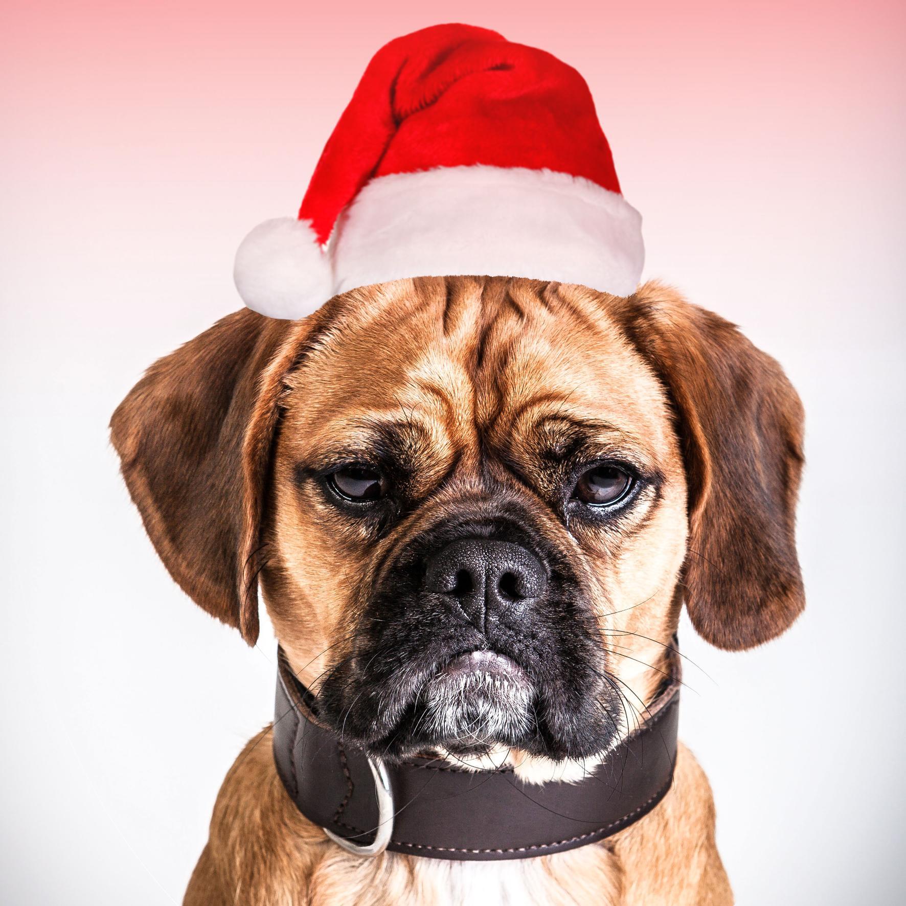 Mac & Mabel is your one stop shop for the very best in luxury dog accessories from around the globe. We have everything a stylish pooch could ever need!