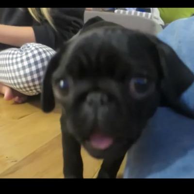 nala the pug nala the pug nalathepug1 nala the pug nala the pug nalathepug1