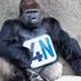 Mighty 4N Gorilla (@4nsurreyswlond) Twitter profile photo