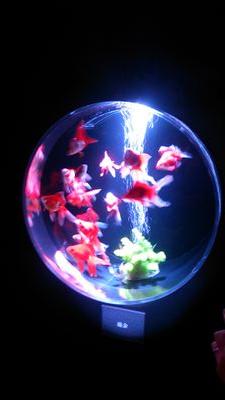 inakanoppi5222's profile picture. 