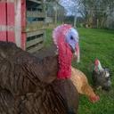 alan berkley - @berkley_alan - Twitter