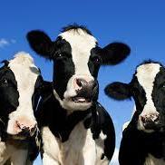 United Dairy Defenders Exacting Respect