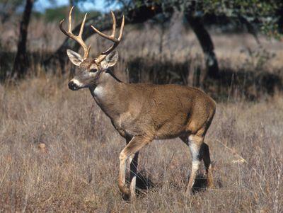 The deer of North America..being an asshole since birth