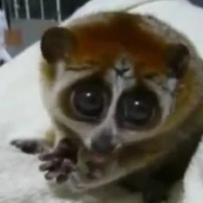 JanaKucharski's profile picture. Yolo