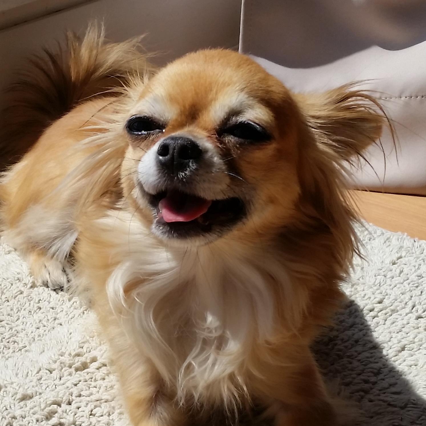 Sassy Chihuahua living in the big, bad city of Toronto. Adventures, mishaps and truckloads of treats galore.