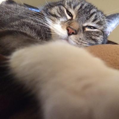 paellacook's profile picture. remember, Act 2 (2011) lets your nursing home nurse kill you as long as it's at work! https://t.co/JjiRfIwyFg see section 39