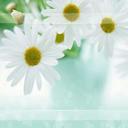 Brandy Pitt - @PittBrandy - Twitter