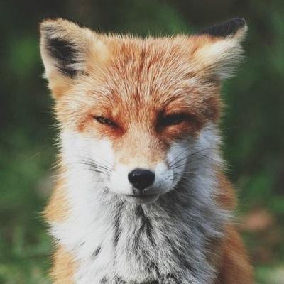 Zero tolerance of ALL #animalcruelty Laws need changed and enforced and people need to STOP turning away....Oh and I DETEST fox hunters. #animalrights #wildlife