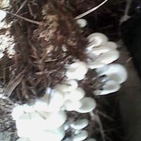 Dvine Mushrooms (@dvinemush) 's Twitter Profile