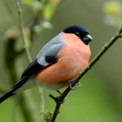 Bird lover, uke strummer, gin drinker and lover of travel