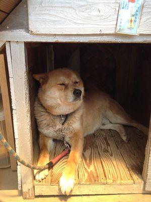 こばやしです。