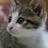 やす猫 マリン Shan's 千葉が大好きのアイコン