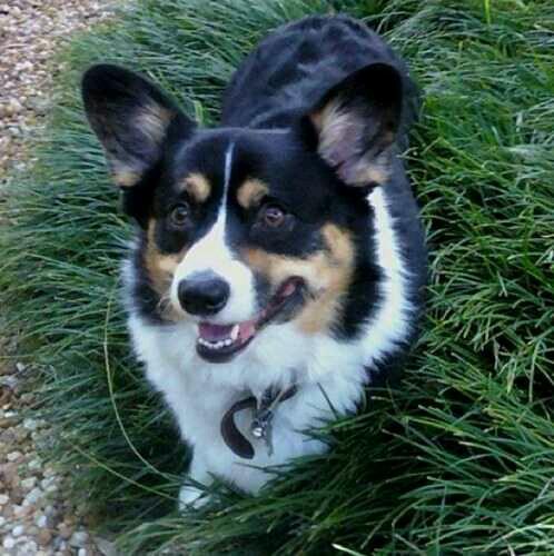 💜USA🇺🇸 conservative, Christian, mother, ardent anti communist & lover of liberty, mental health advocate #2A #corgilife #survivor
